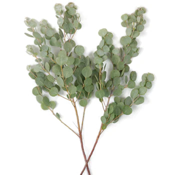 Eucalyptus Specialty Bunch