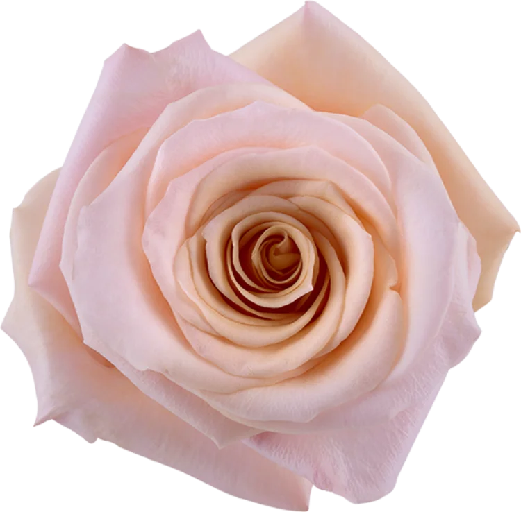 Light Pink Roses (25 Stems)