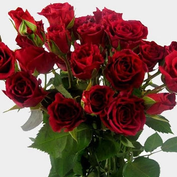 Spray Roses (10 stems)
