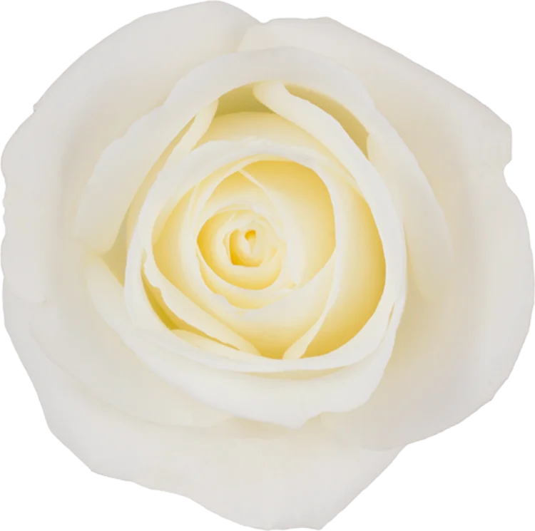 White Roses (25 stems)