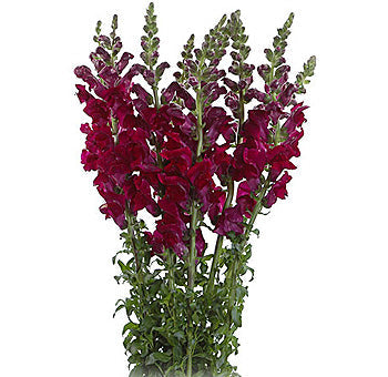 Snapdragon (10 Stems)