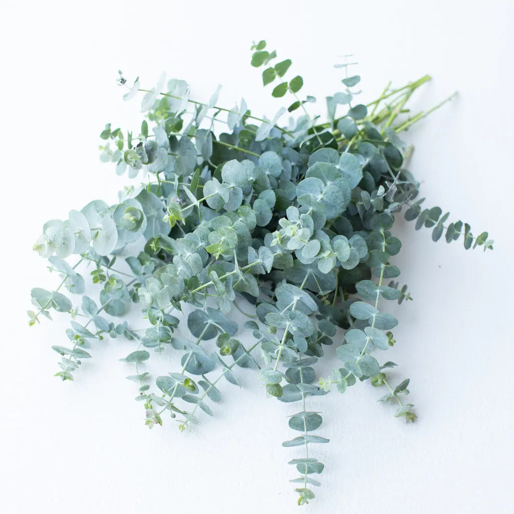 Eucalyptus bunch