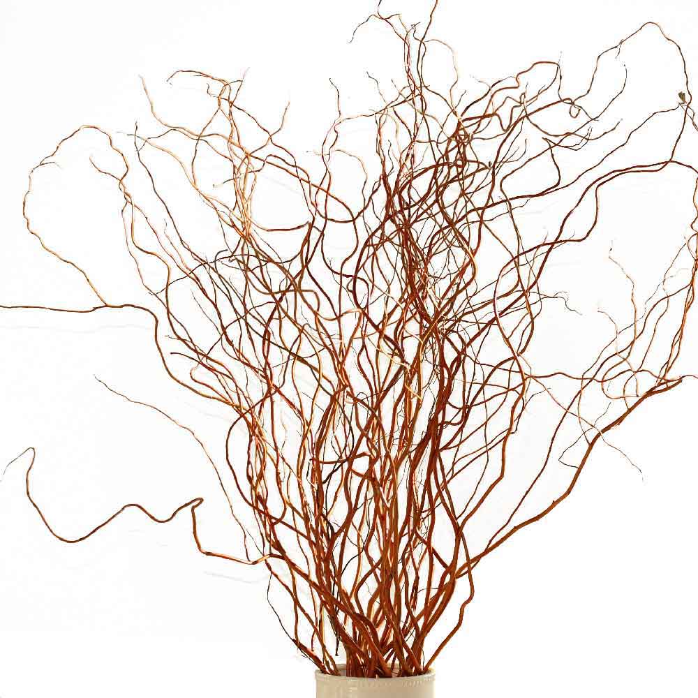 Curly Willow Branches