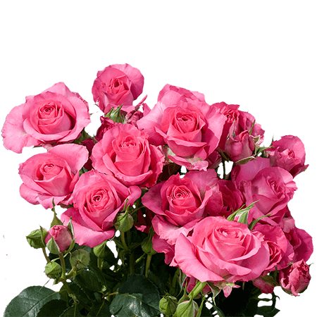 Spray Roses (10 stems)
