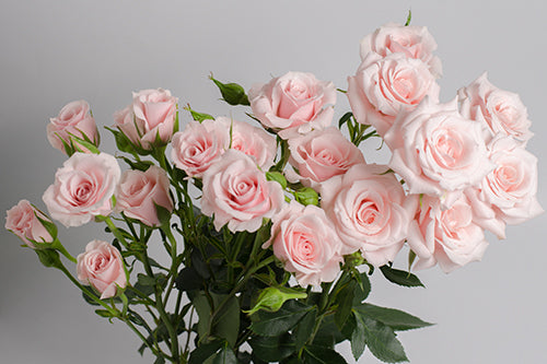 Spray Roses (10 stems)