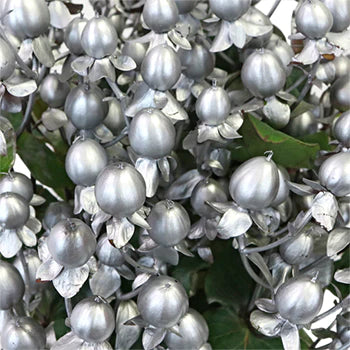 Hypericum Berries (10 Stems)