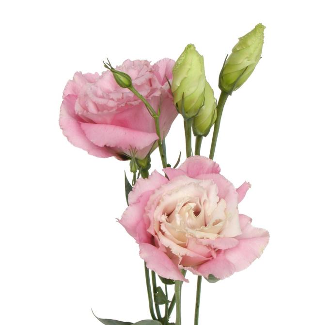 Lisianthus bunch