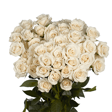 Spray Roses (10 stems)
