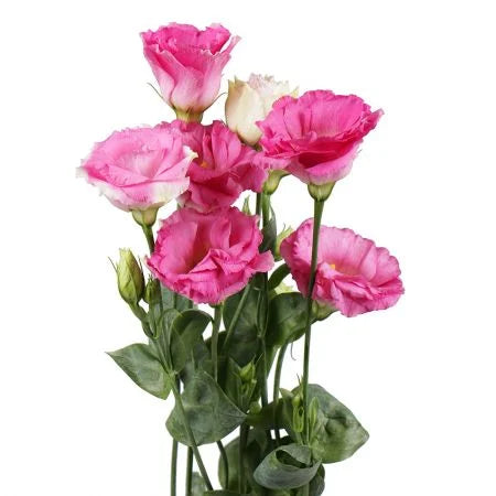 Lisianthus bunch