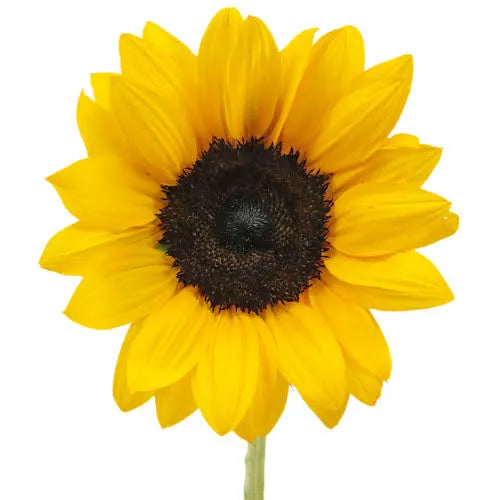Sunflowers (5 Stems)