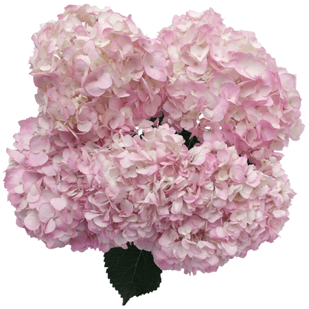 Hydrangea Bunch (5 stems)