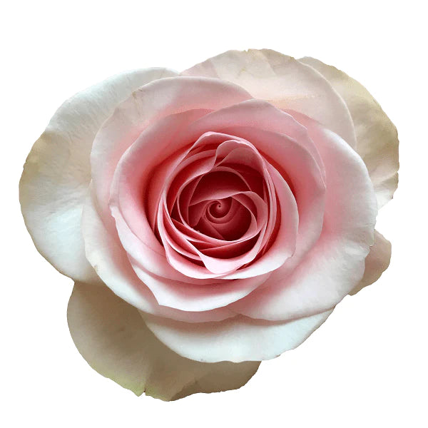 Light Pink Roses (25 Stems)