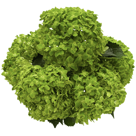 Hydrangea Bunch (5 stems)