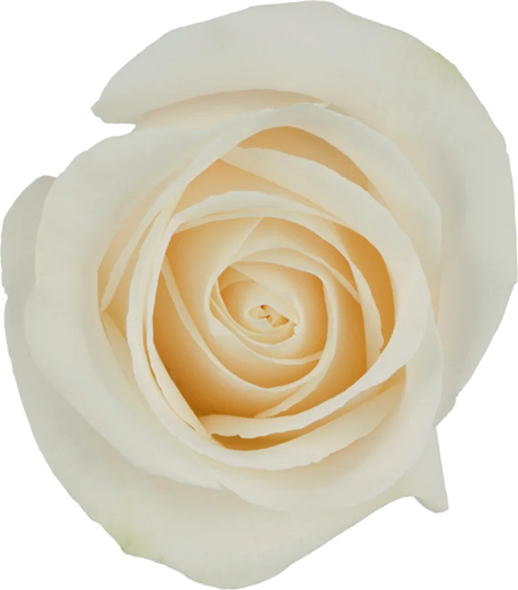White Roses (25 stems)