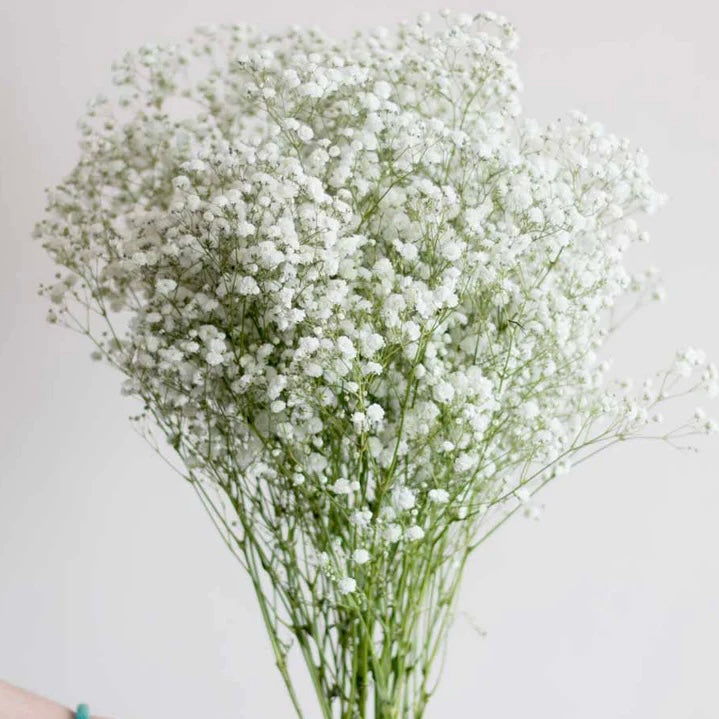 Babies Breath Bunch