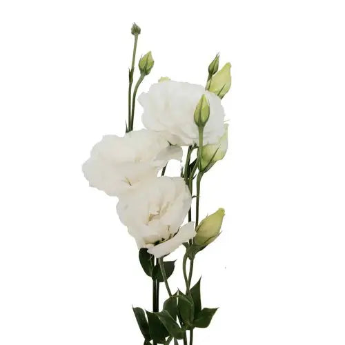 Lisianthus bunch