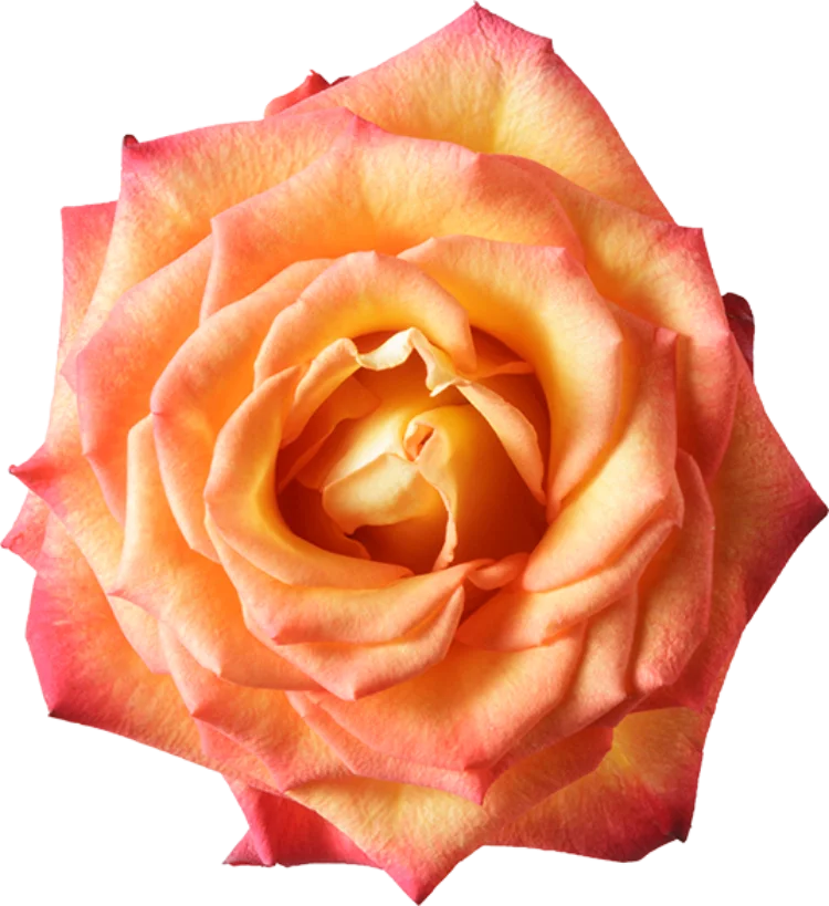 Orange Roses (25 stems)