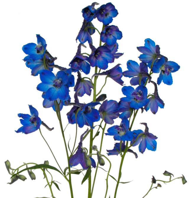 Delphinium bunch