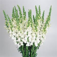 Snapdragon (10 Stems)