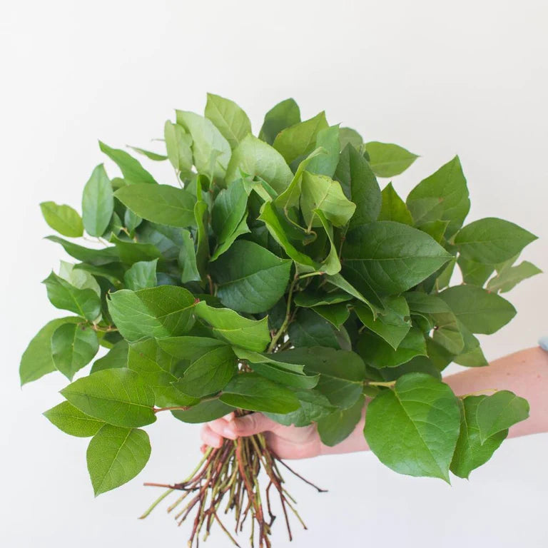 Lemon Leaf Bunch