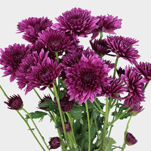 Cushion Pom Bunch