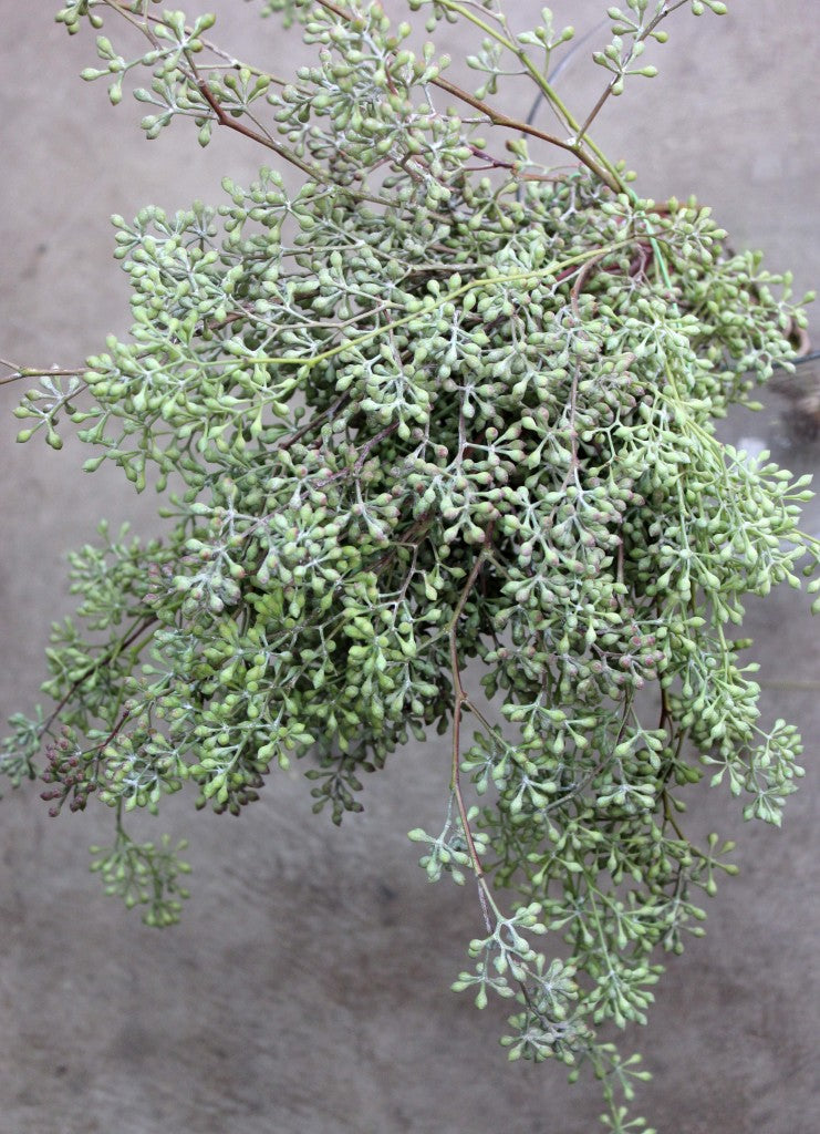 Eucalyptus Specialty Bunch