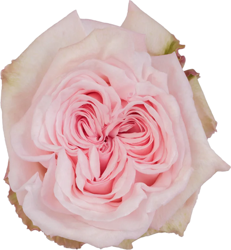 Light Pink Roses (25 Stems)