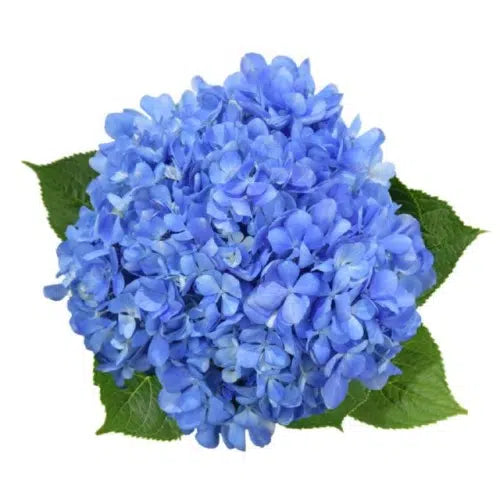 Hydrangea Bunch (5 stems)