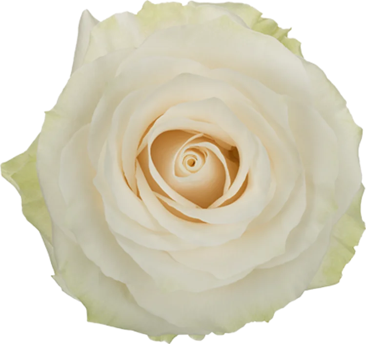 White Roses (25 stems)
