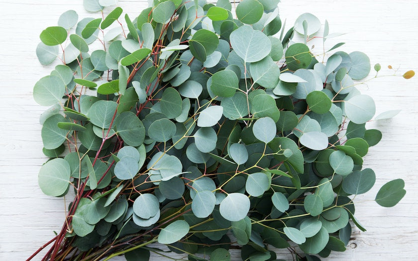 Eucalyptus bunch