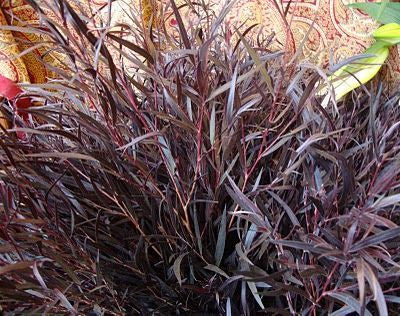 Eucalyptus Specialty Bunch