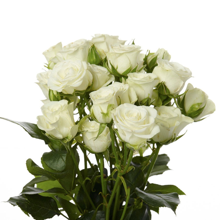 Spray Roses (10 stems)