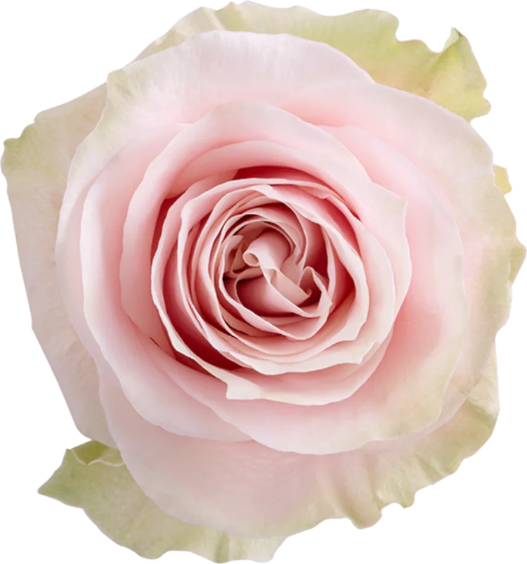 Light Pink Roses (25 Stems)