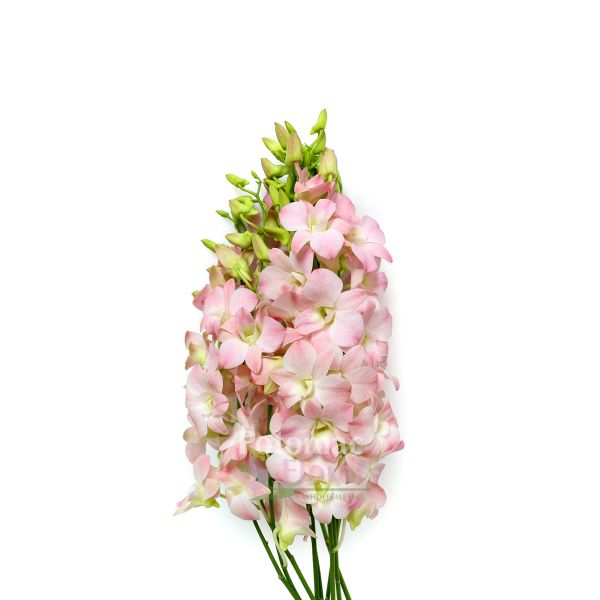 Dendrobium Orchid Bunch