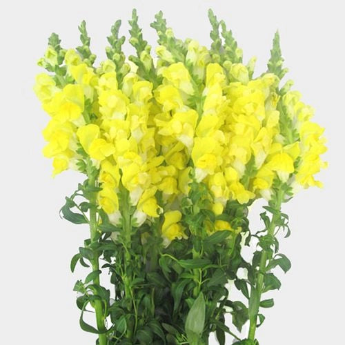 Snapdragon (10 Stems)