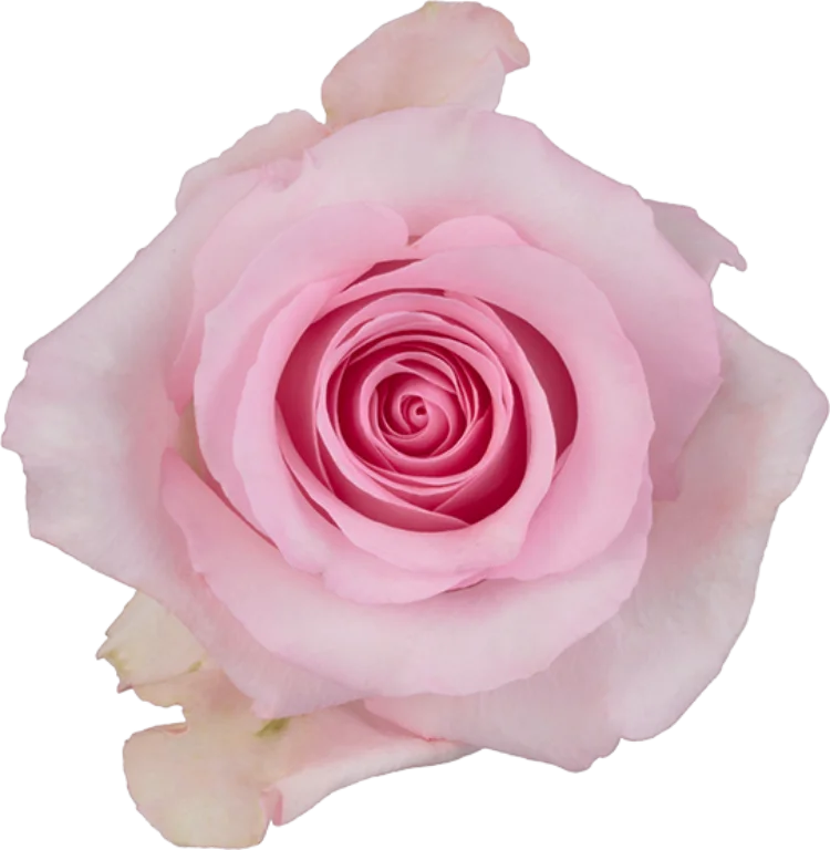 Light Pink Roses (25 Stems)