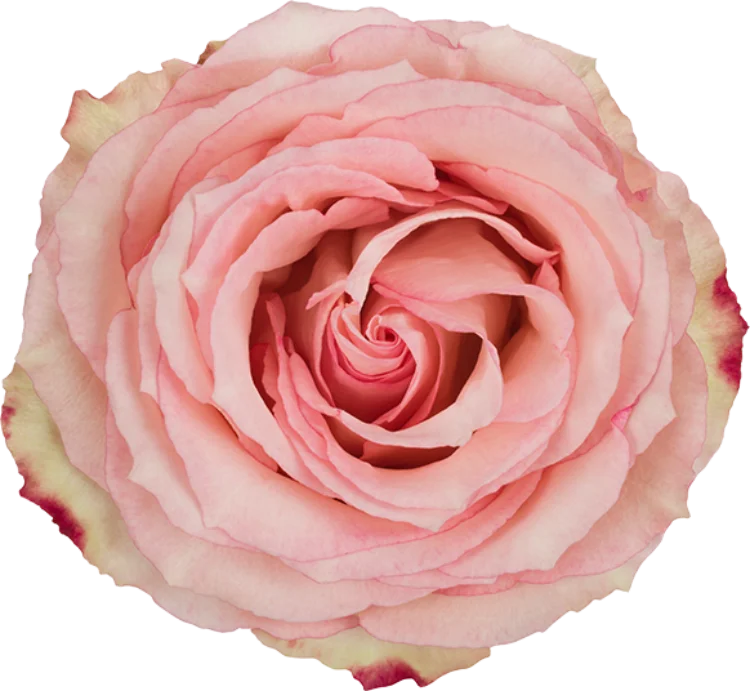 Light Pink Roses (25 Stems)