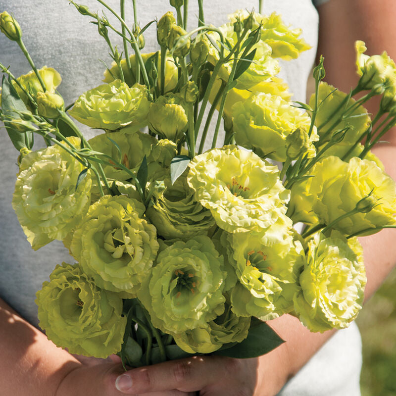 Lisianthus bunch