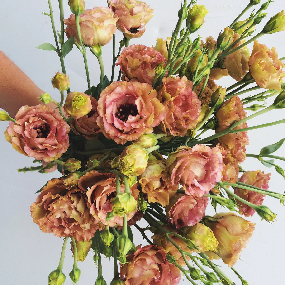 Lisianthus bunch