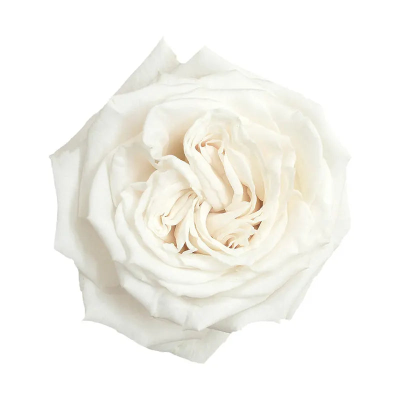 The Vendela Ivory Rose As A Background Stock Photo, Picture and