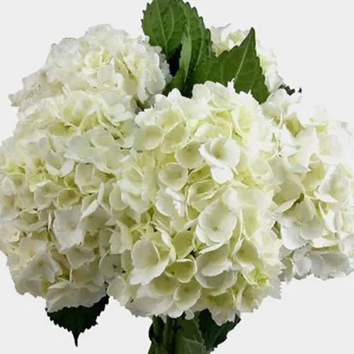 Hydrangea Bunch (5 stems)