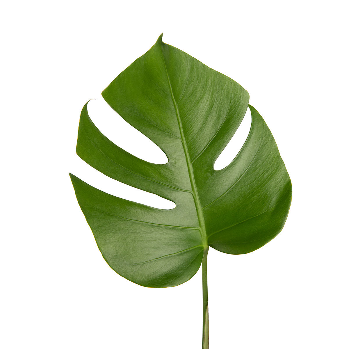 Monstera Leaves Small (5 Stems)