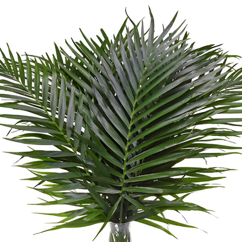 Palm Leaves (10 Stems)