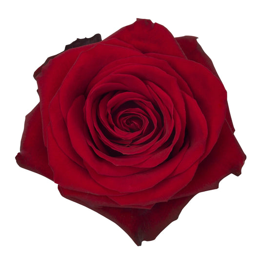 Red Roses (25 Stems)