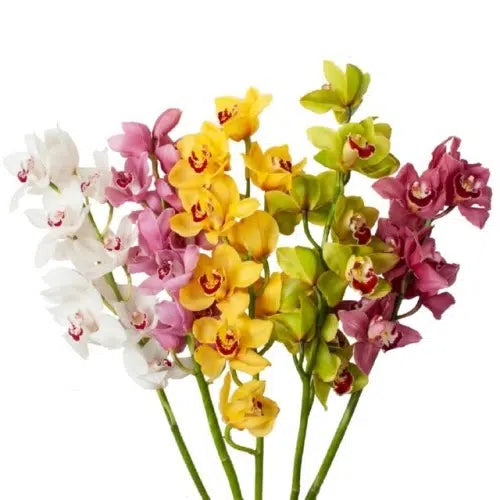 Cymbidium Orchid Stem Large