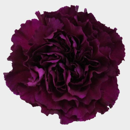 Carnations (24 Stems)