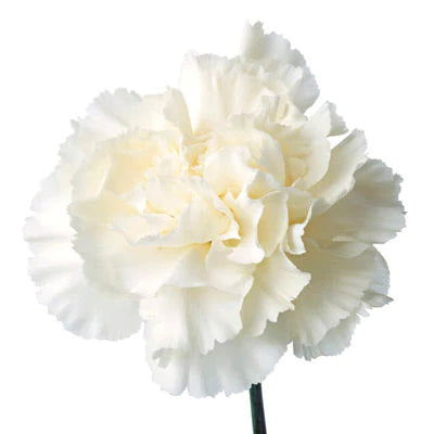 Carnations (24 Stems)