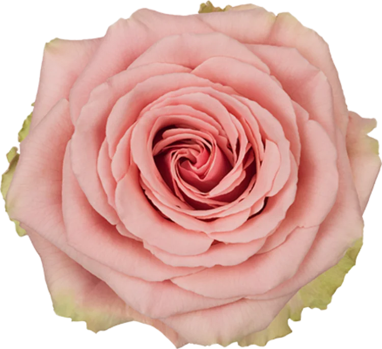 Light Pink Roses (25 Stems)