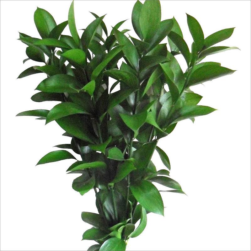 Israeli Ruscus (10 Stems)