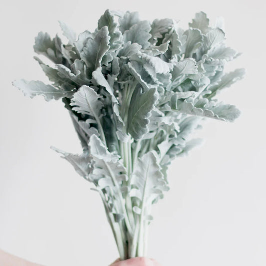 Dried Italian Ruscus White – Growers Direct Flowers